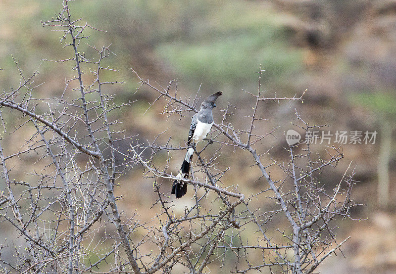 埃塞俄比亚:White-bellied Go-away-bird